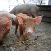 Piglets